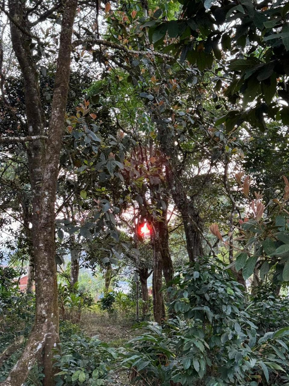Shrenya Orchidz-Coorg Nature Stay Madikeri Kültér fotó